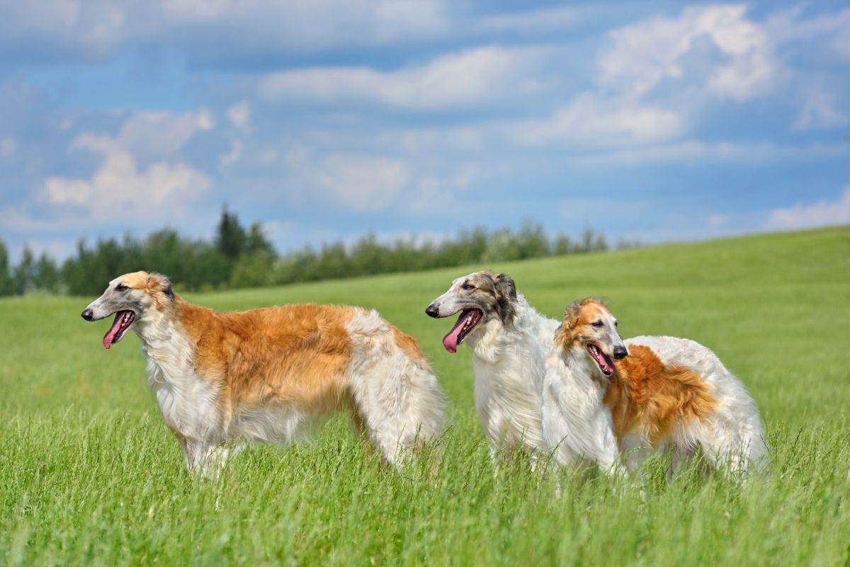 Drie Barzoi honden