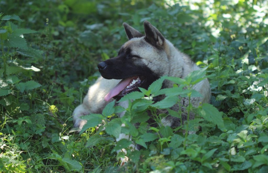 Hond in de brandnetels