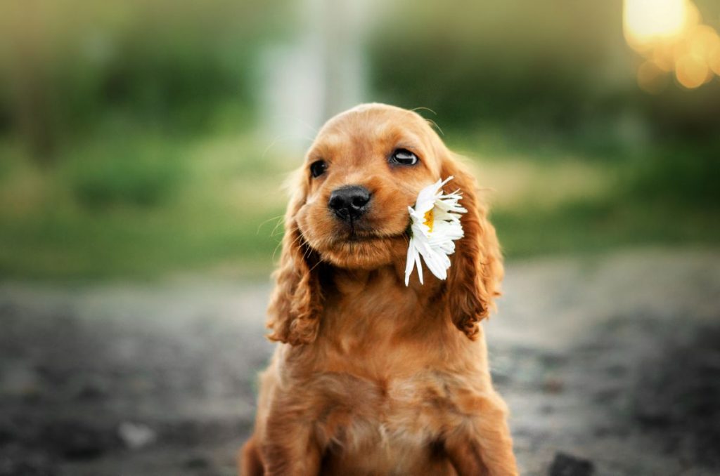 Puppy met bloem in mond