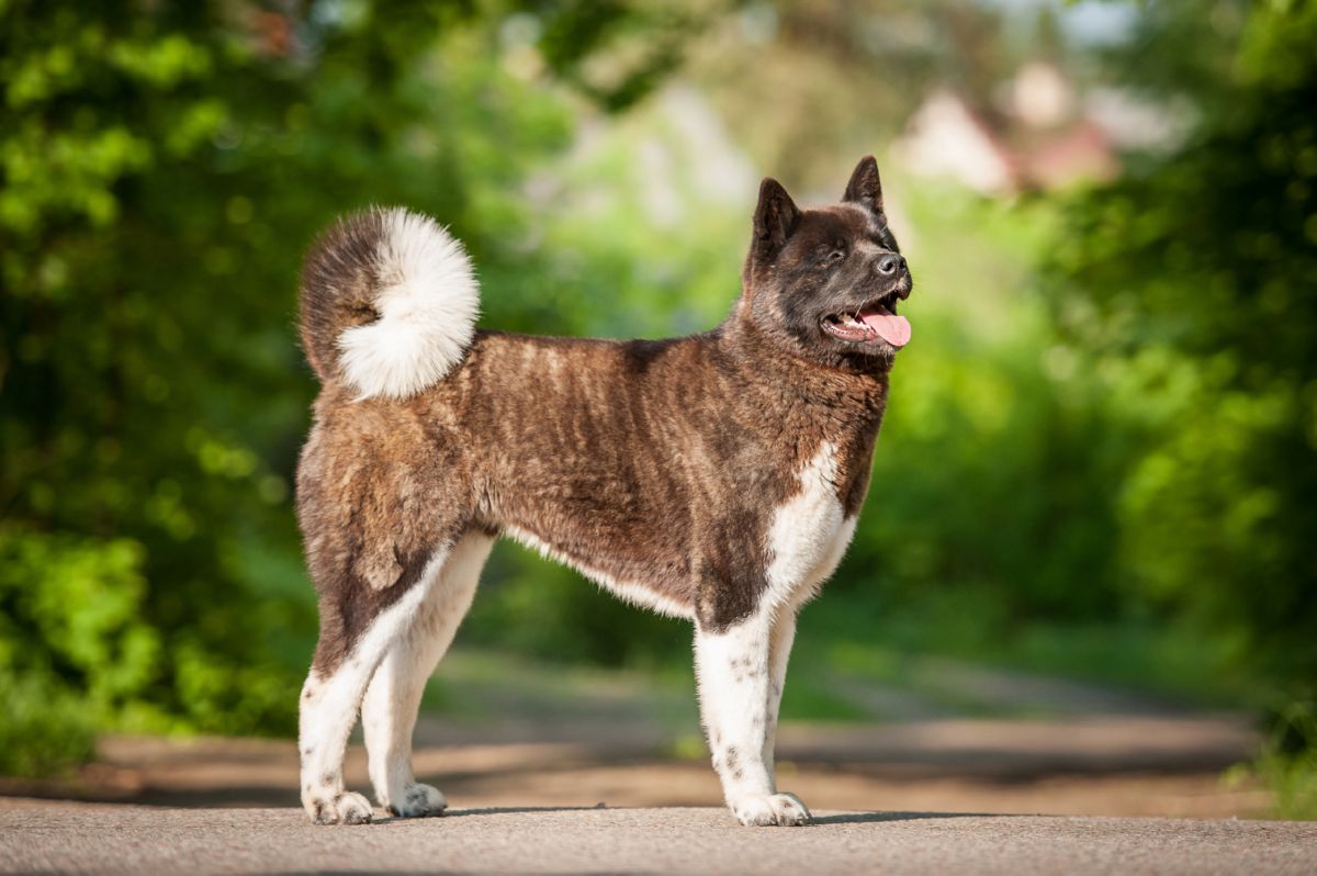 Akita hond