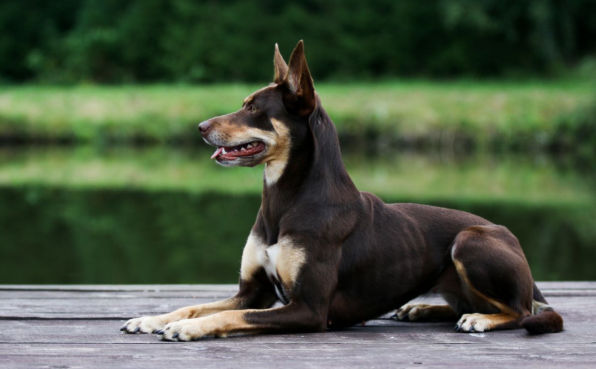 Australische Kelpie liggend