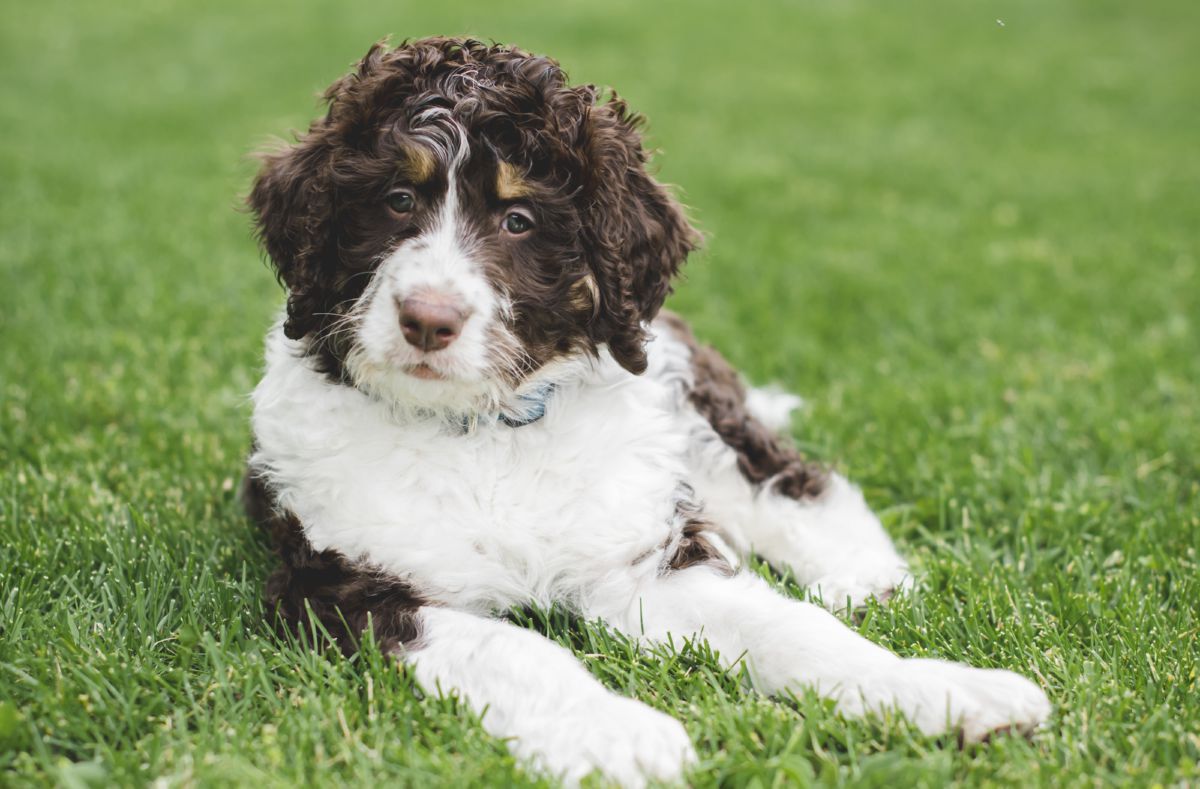 Bernedoodle puppy