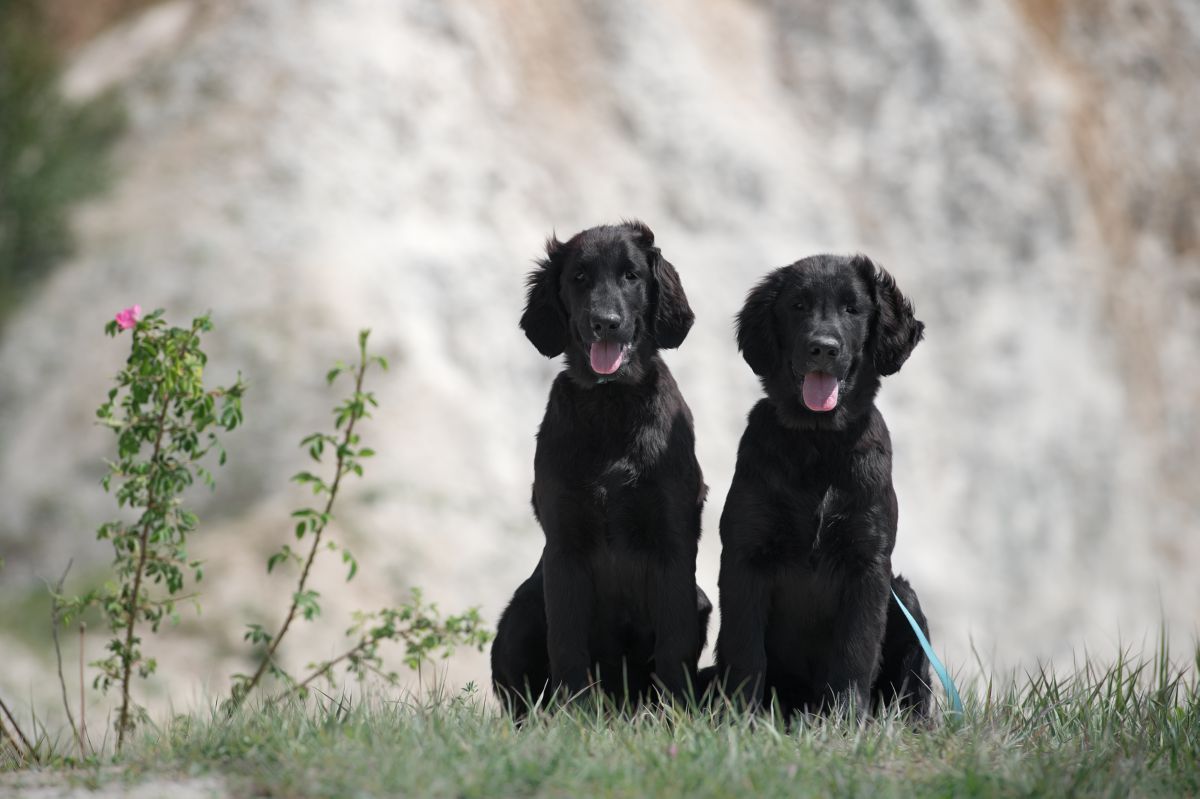 Curly coated retriever puppy´s