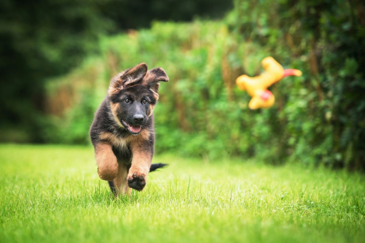 Duitse herder puppy spelend