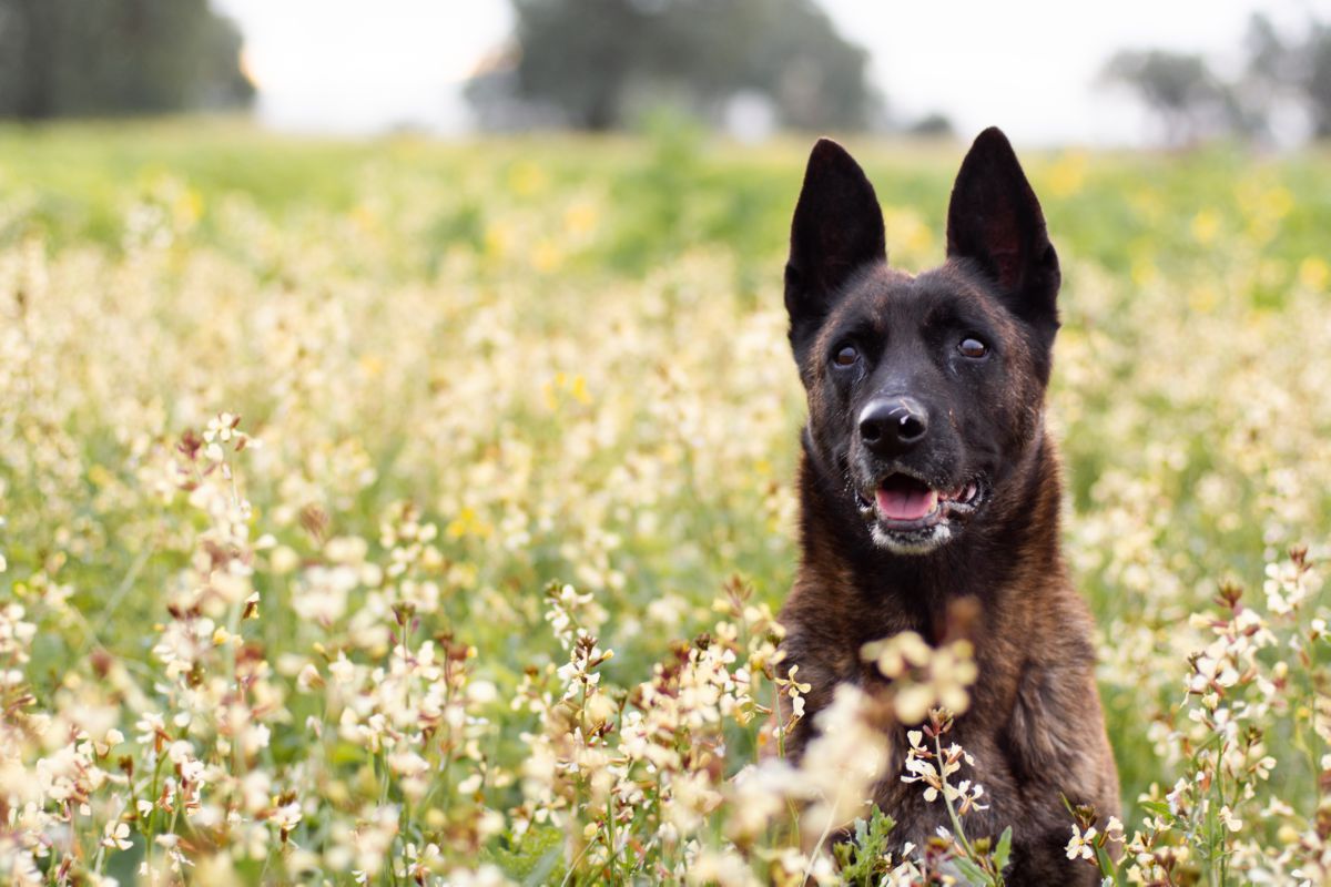 Hollandse herdershond tussen bloemen