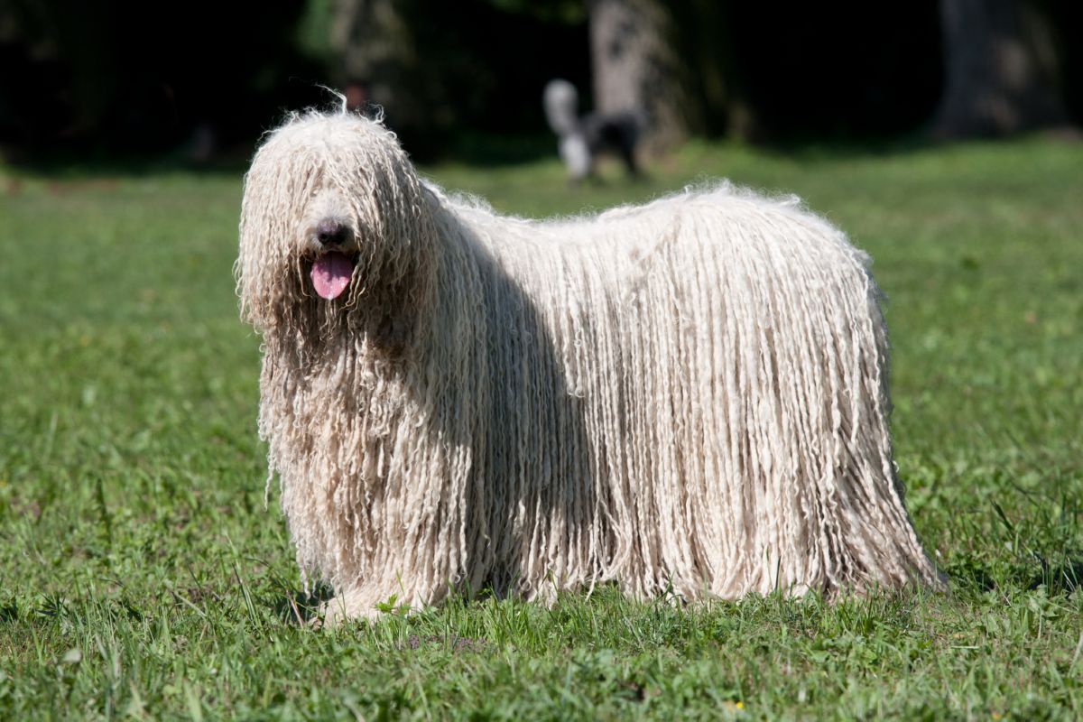 Komondor in grasveld