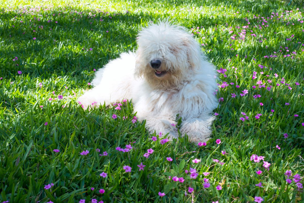Komondor puppy liggend