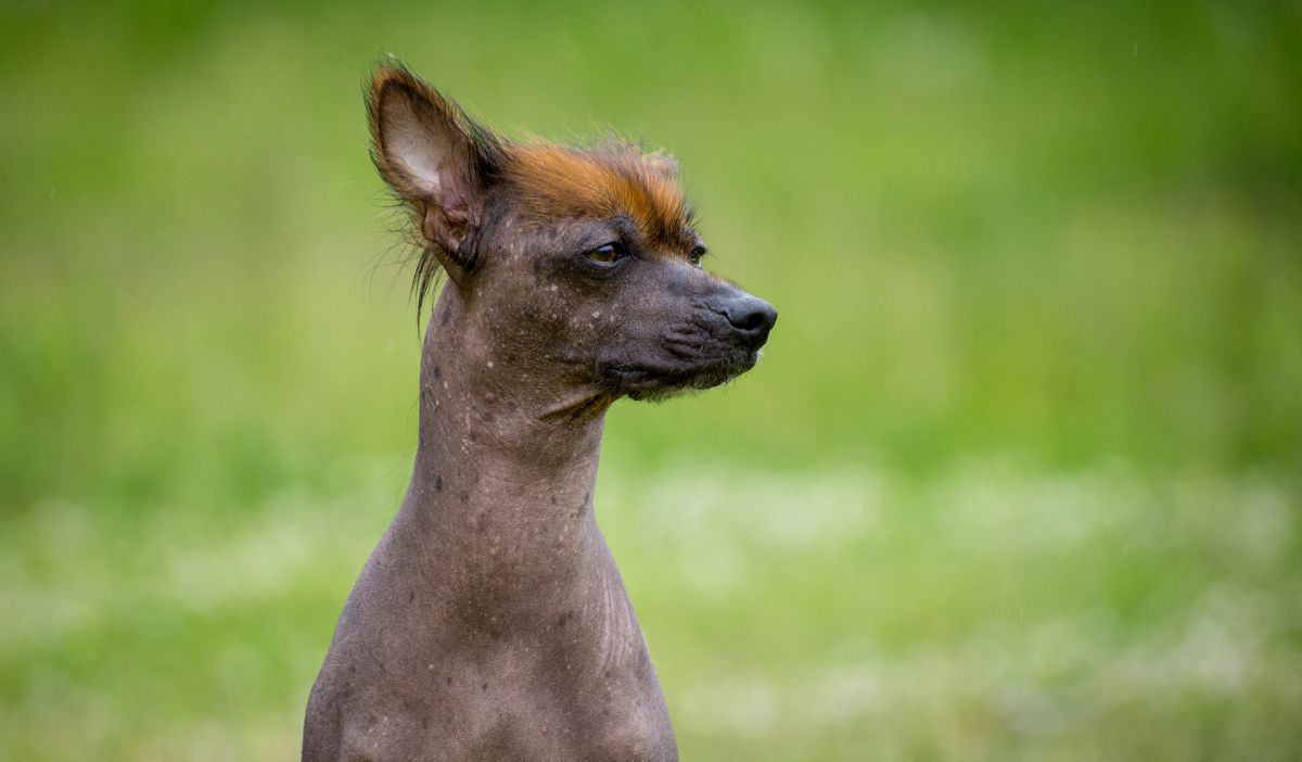 Peruaanse naakthond puppy