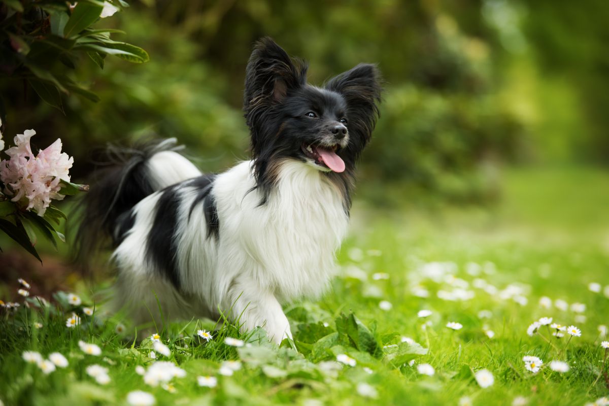 Vlinderhondje in grasveld