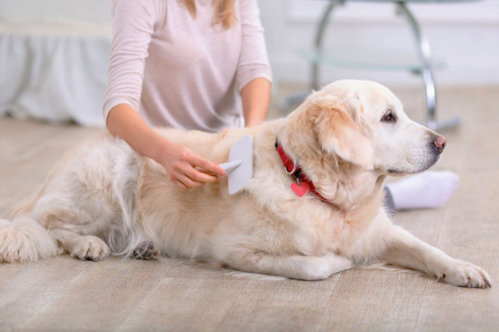 Honden borstel