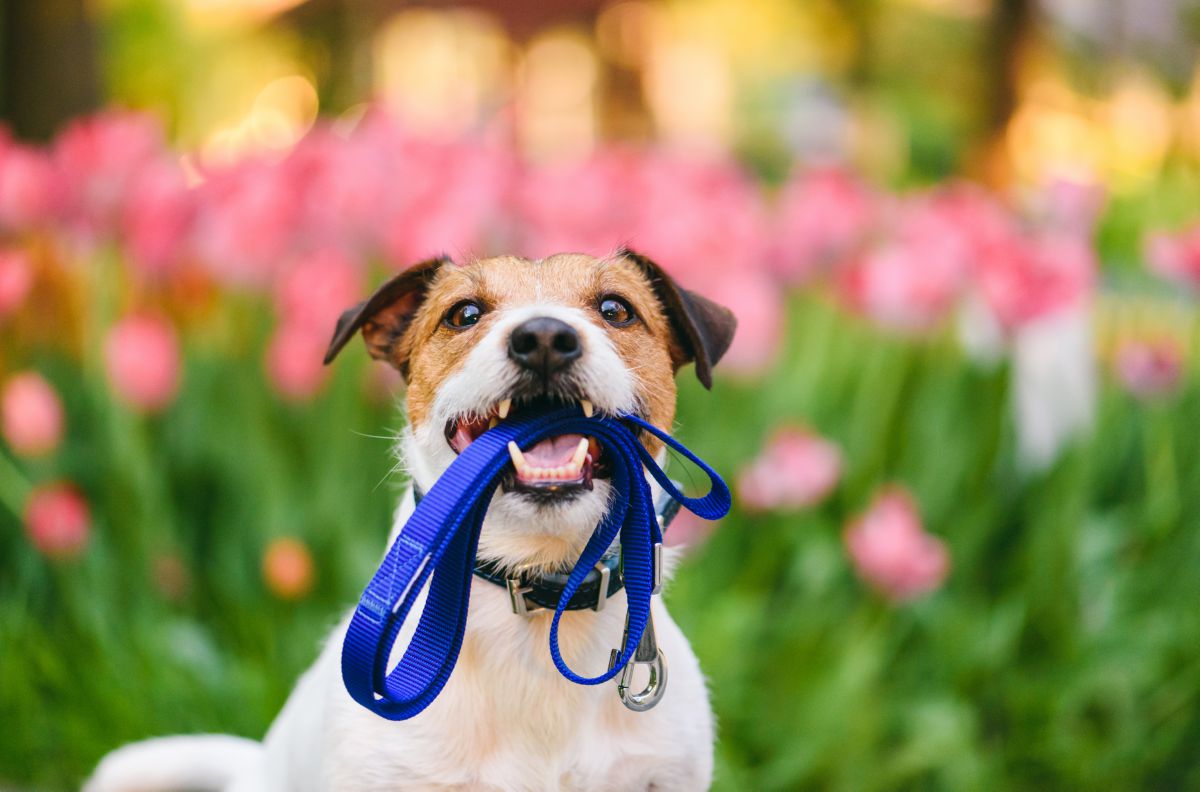 Honden riem