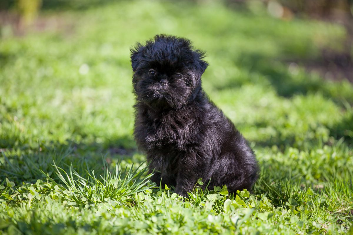 Affenpinscher