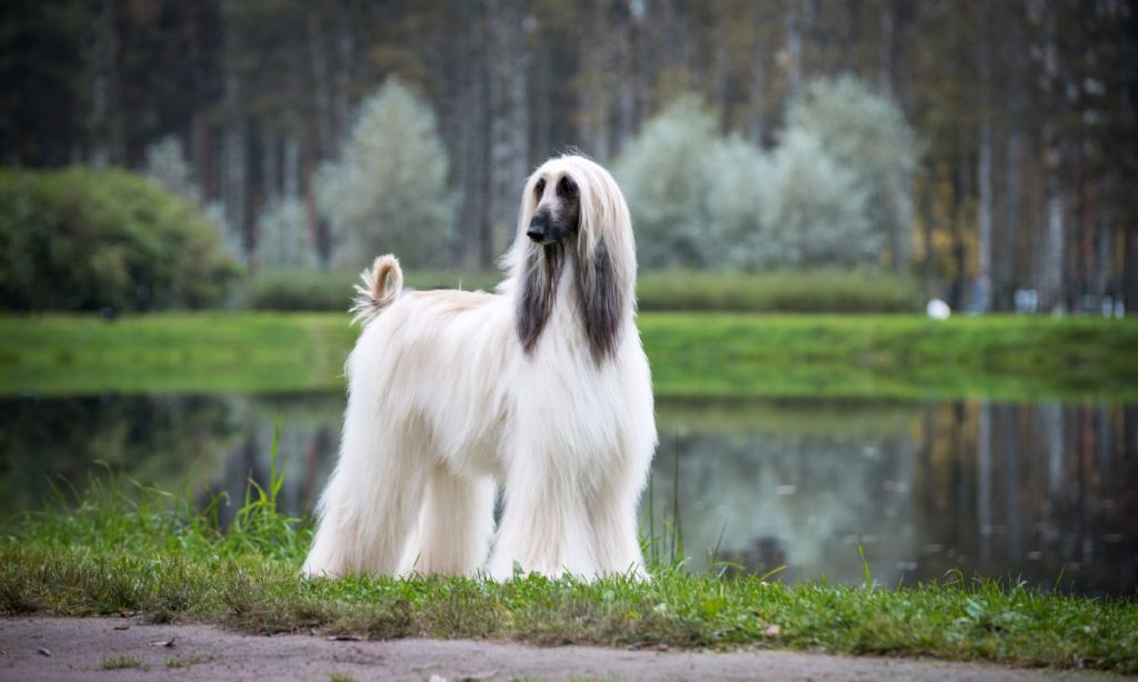 Afghaanse Windhond