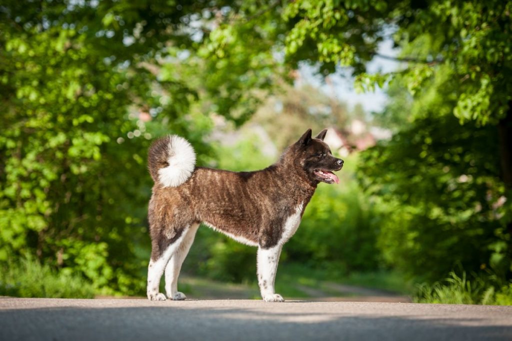Akita
