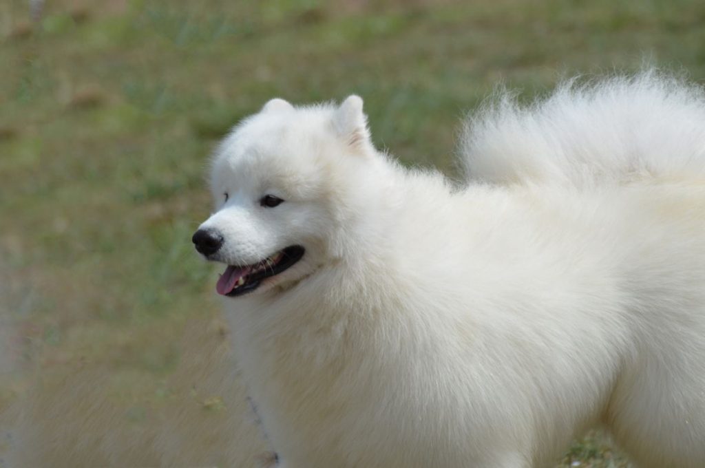 Amerikaanse Eskimo hond
