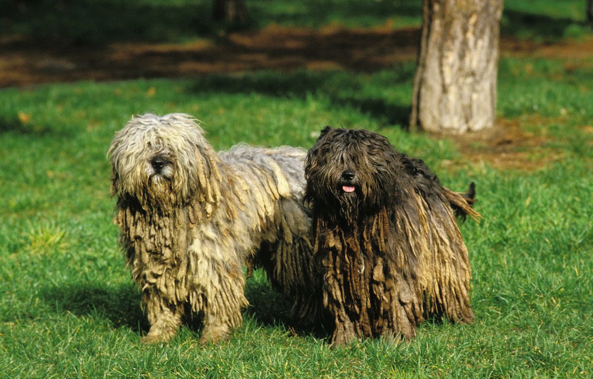 Bergamasco herder