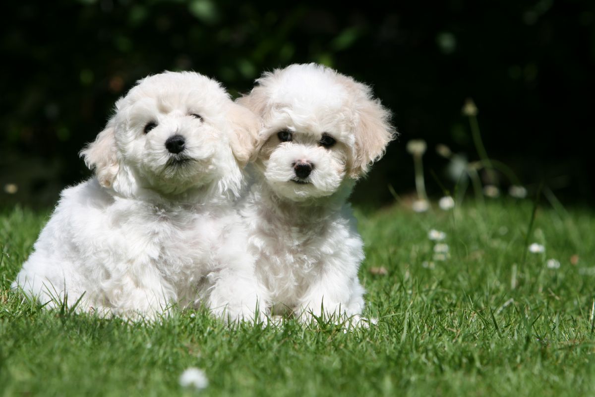 Bichon Frise