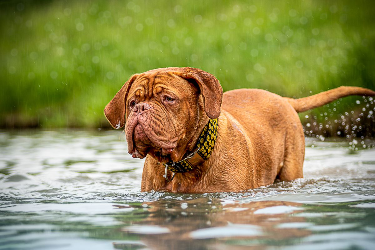 Bordeaux hond