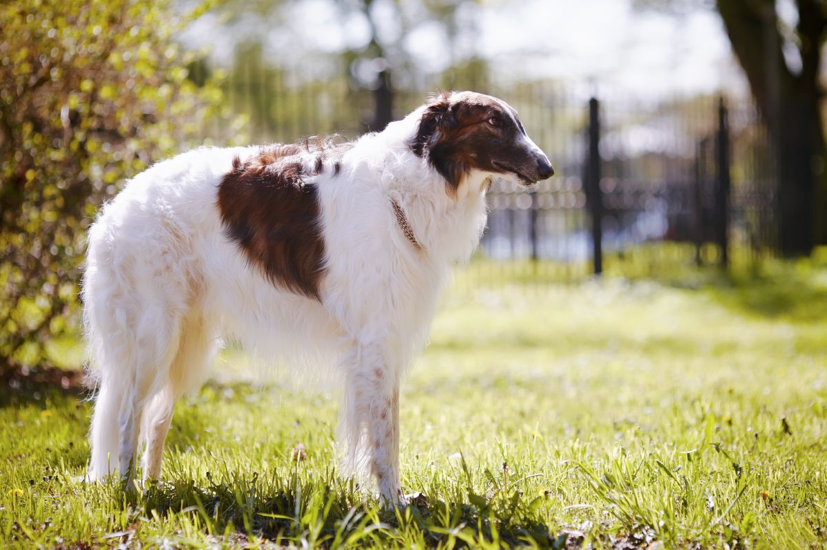 Borzoi