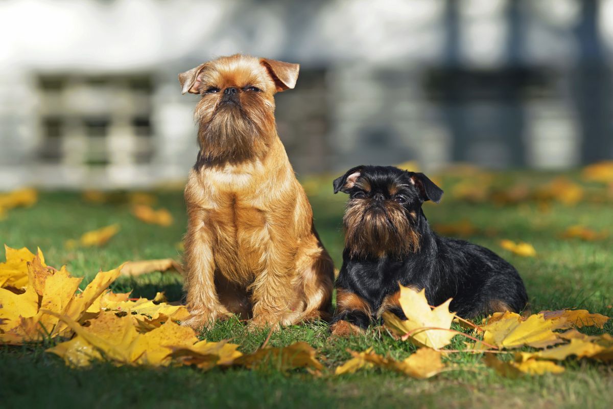 Brusselse Griffon