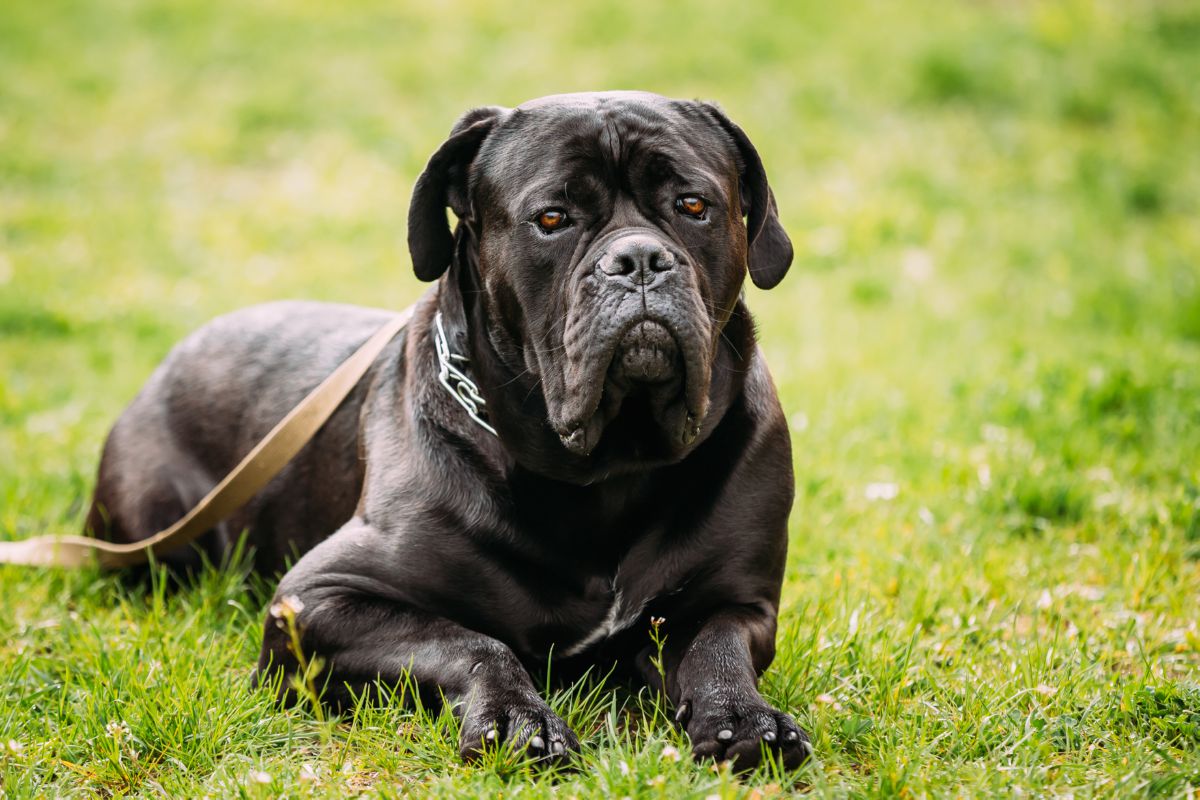 Cane Corso