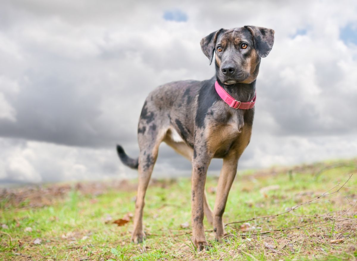 Catahoula luipaard hond