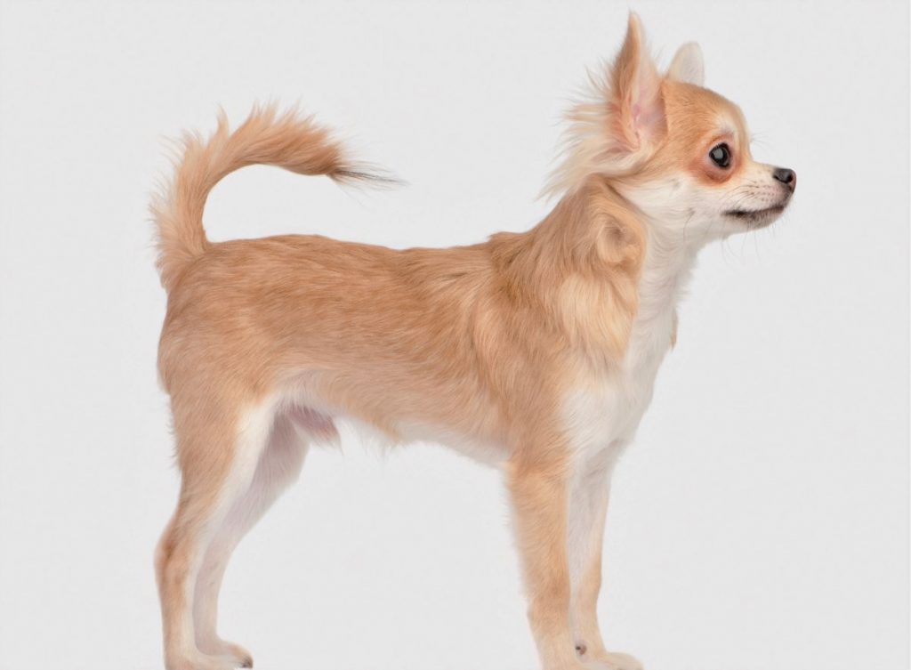 Chihuahua