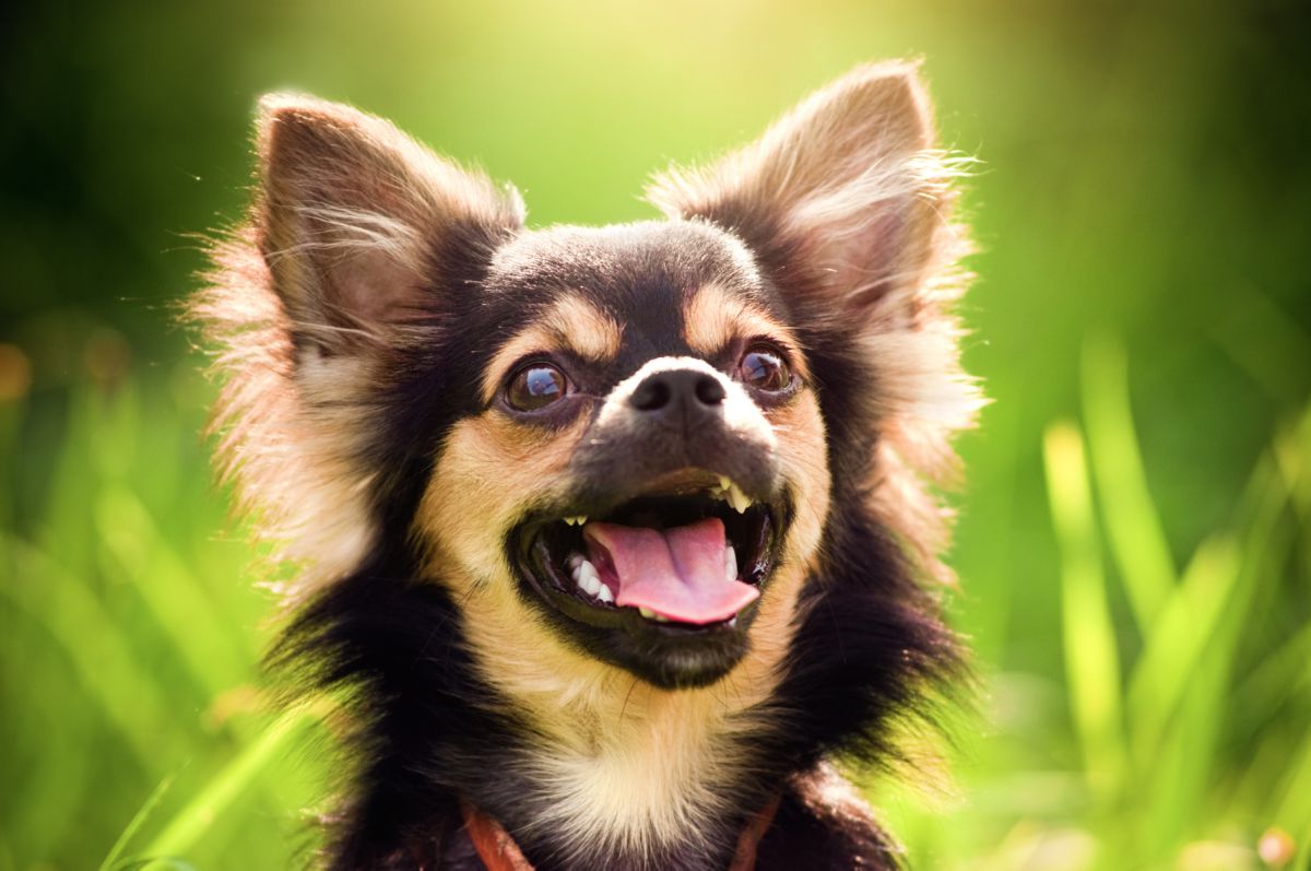 Chihuahua