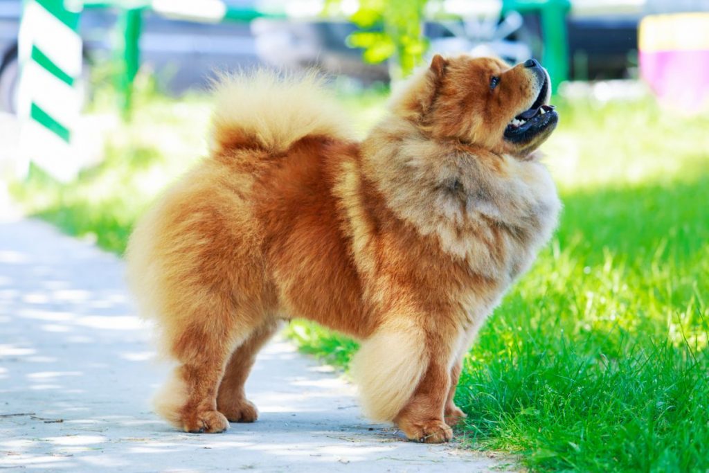 Chow Chow