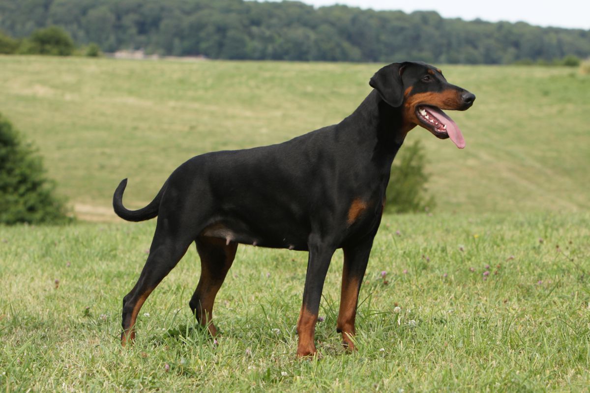 Dobermann