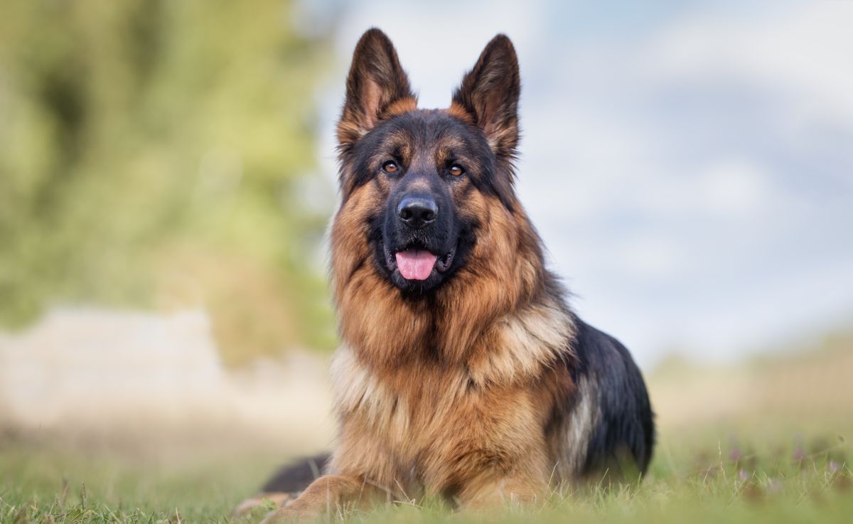 Duitse Herder