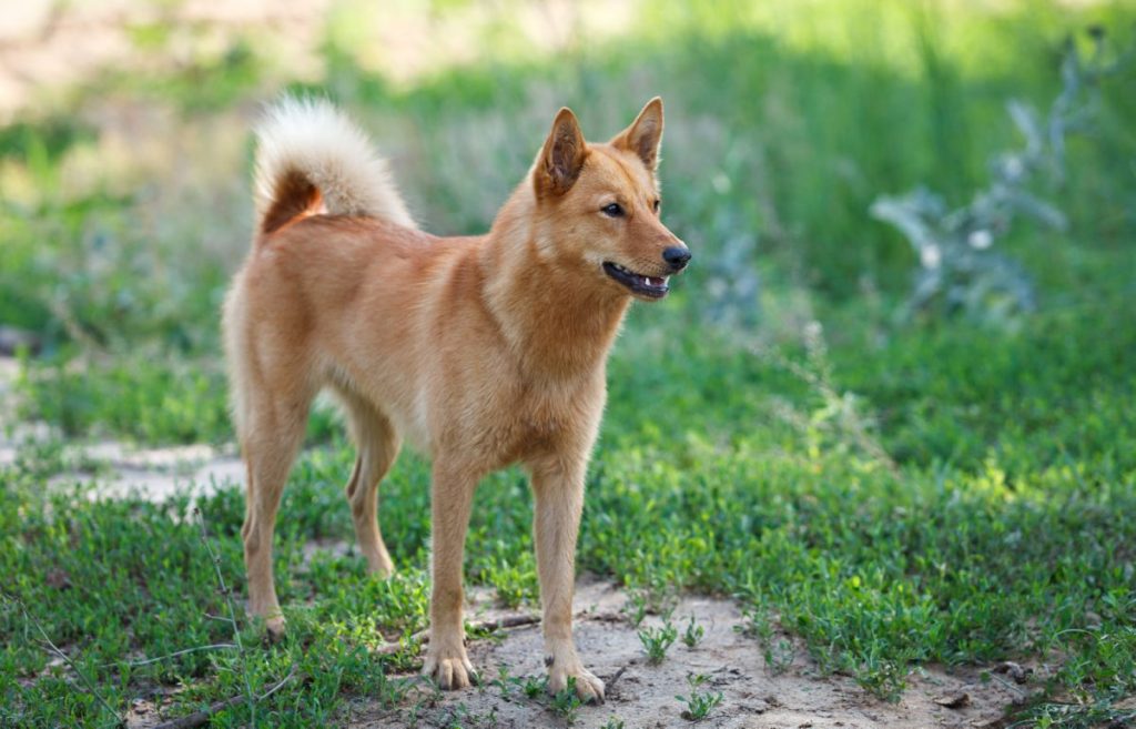 Finse Spitz