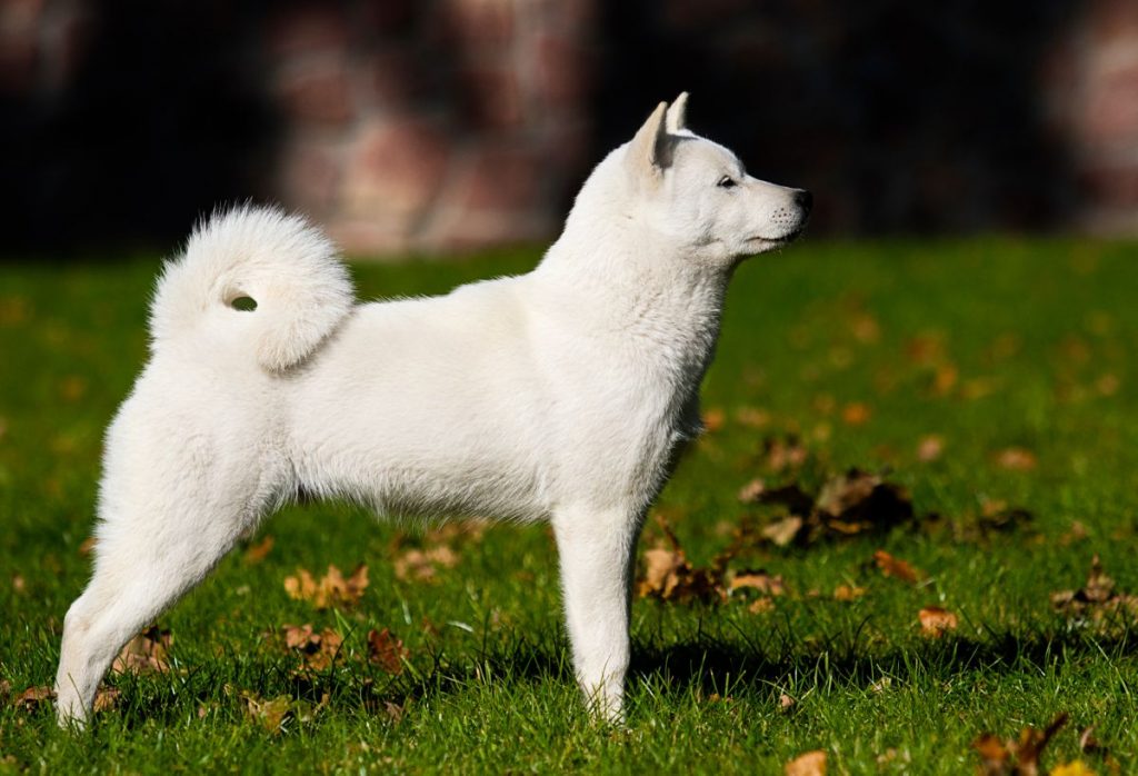 Hokkaido hond