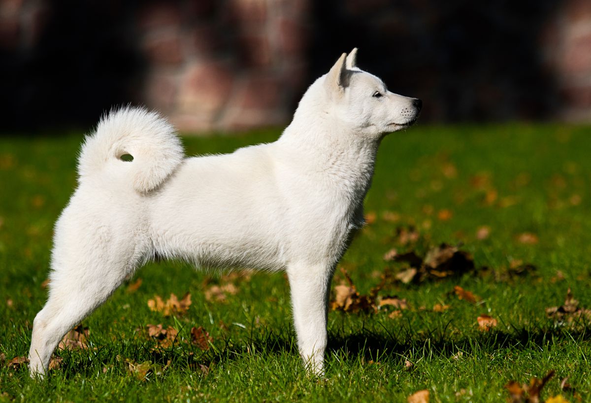 Hokkaido hond