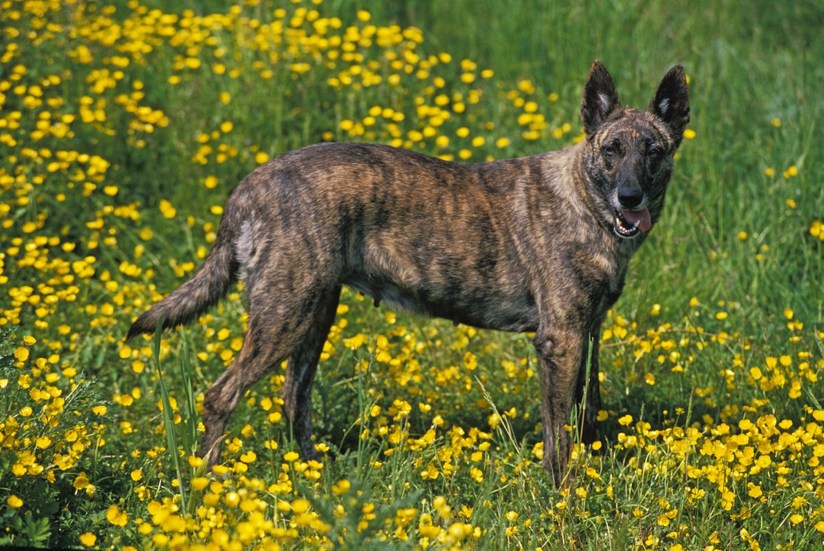 Hollandse Herder