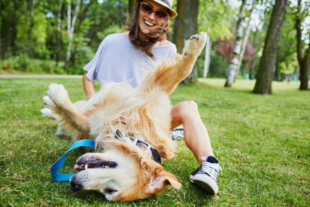Hond geaaid