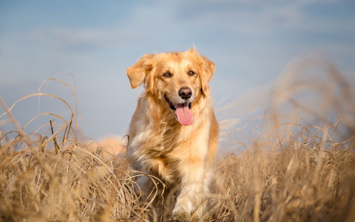 Hond rennend