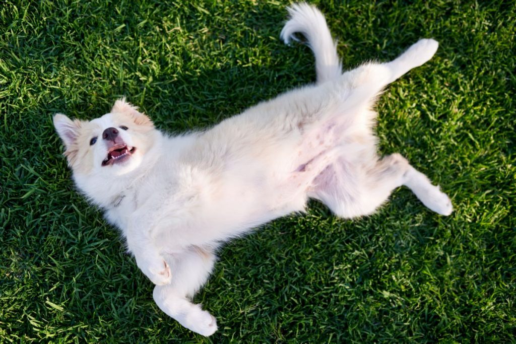 Hond rollend