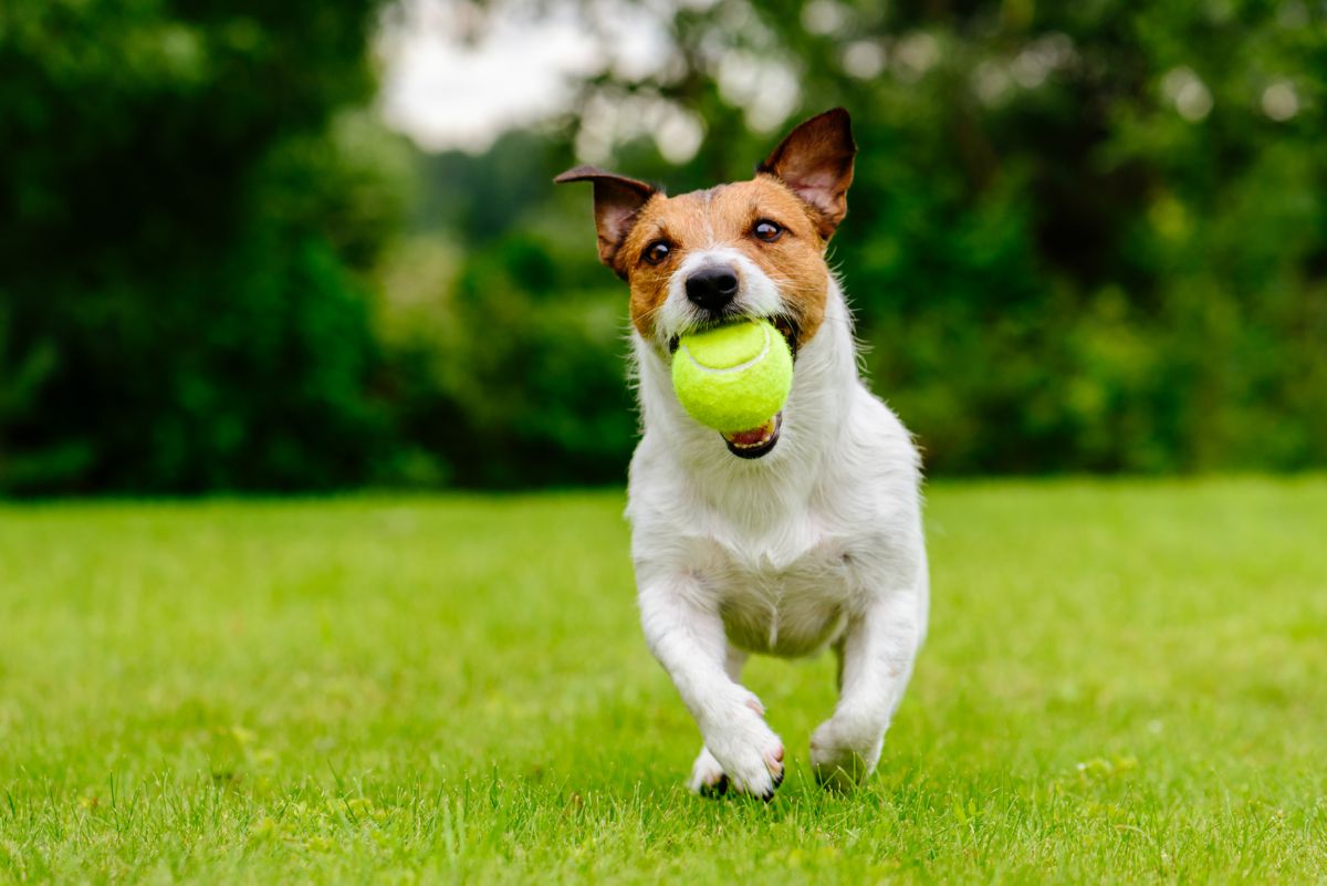 Hond spelend