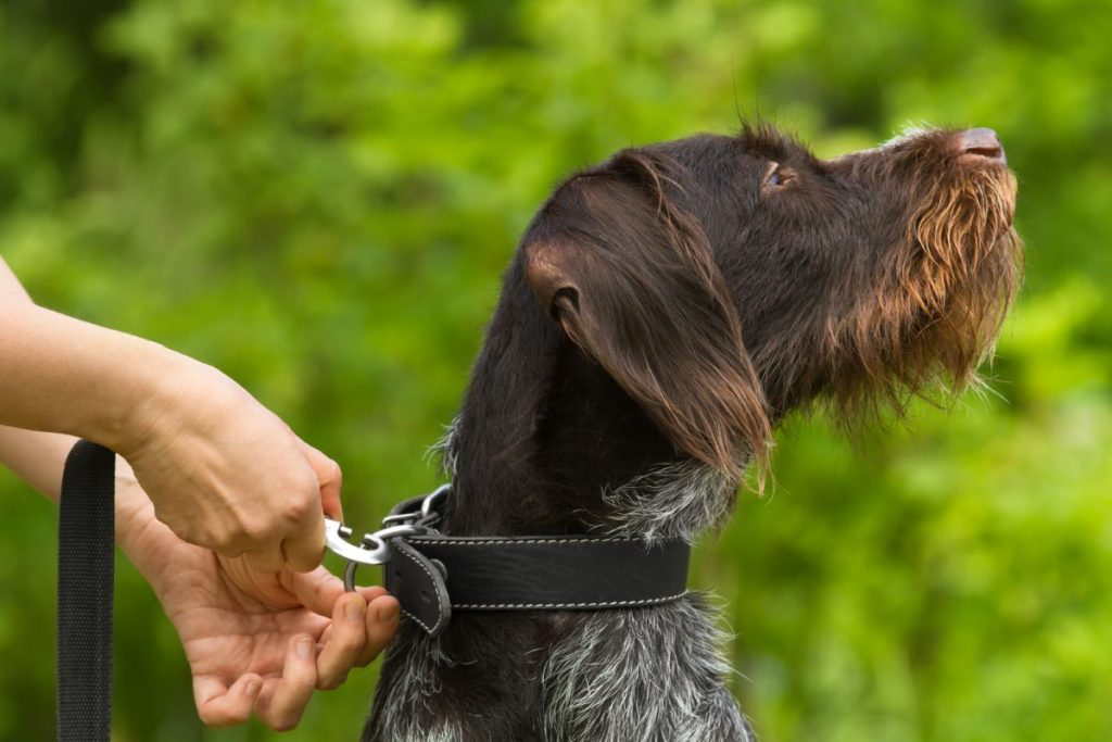 Honden halsband