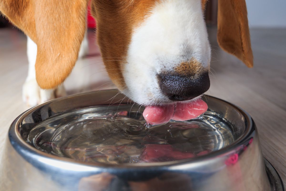 Honden waterbak