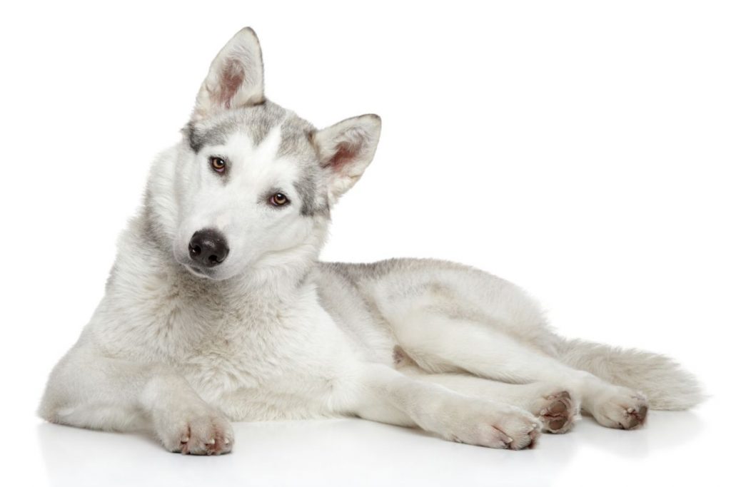 Husky