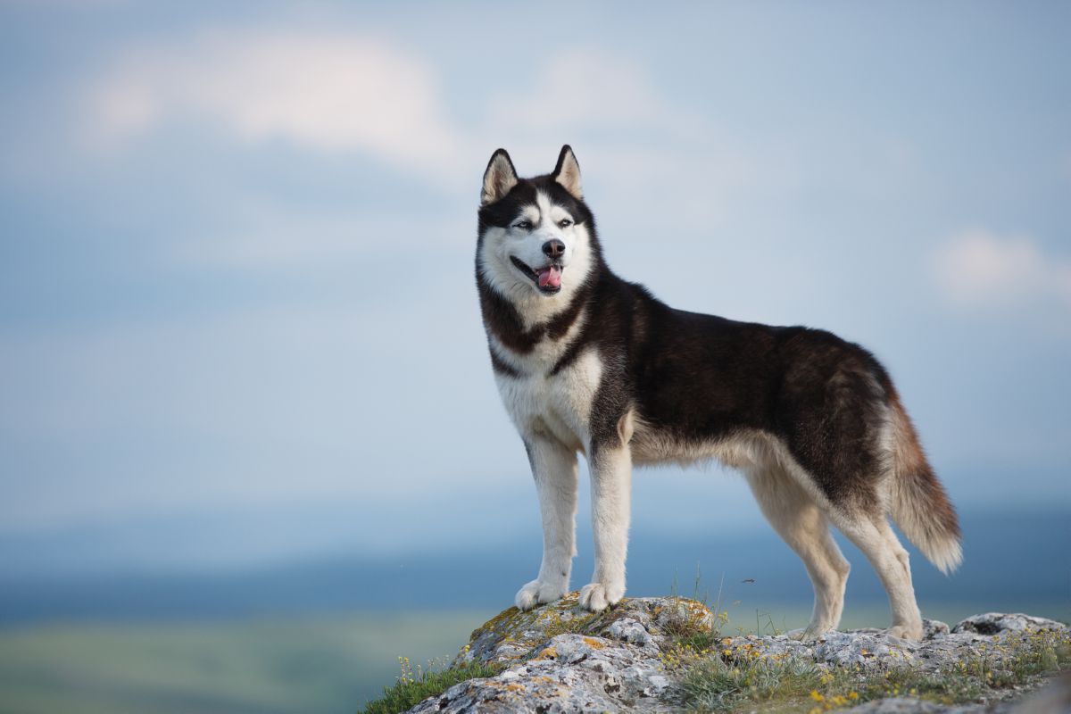 Husky