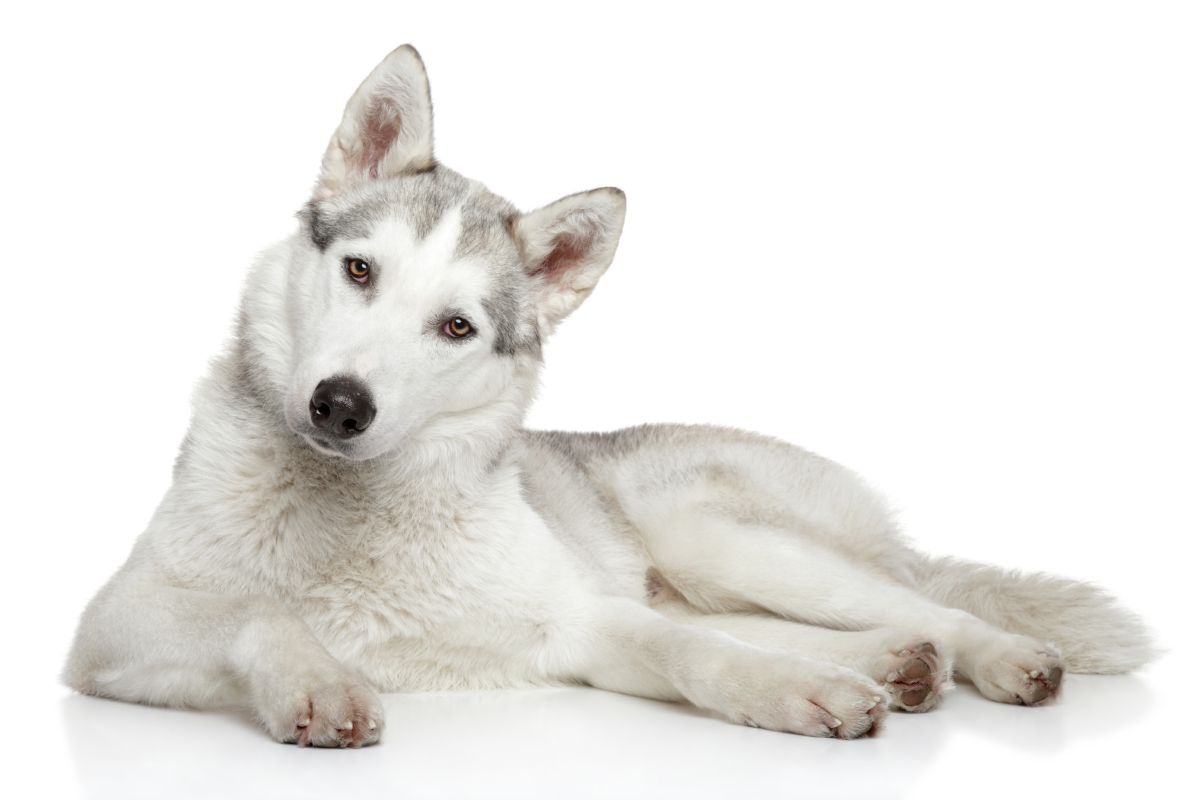 Husky