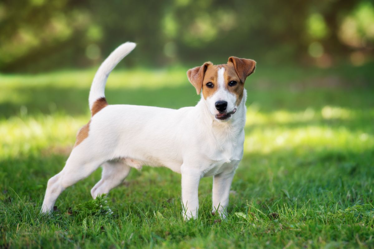 Jack Russell terriër