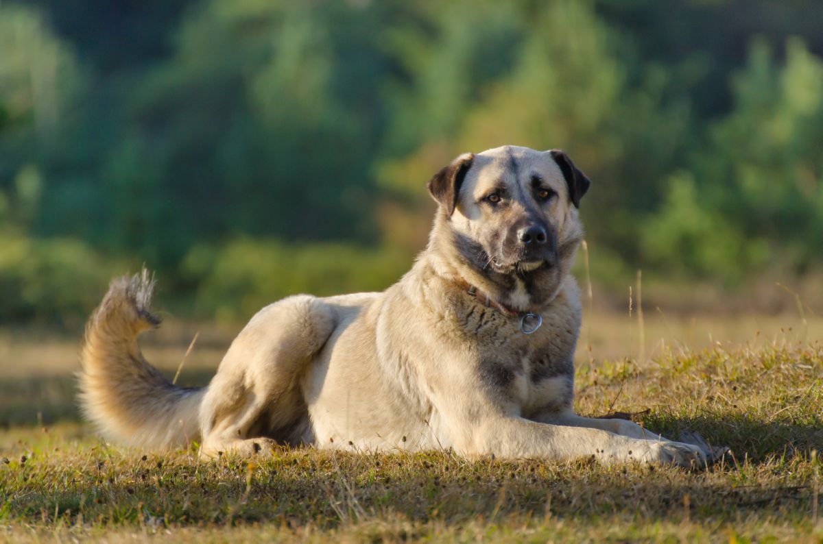 Kangal