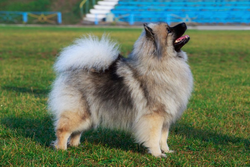 Keeshond