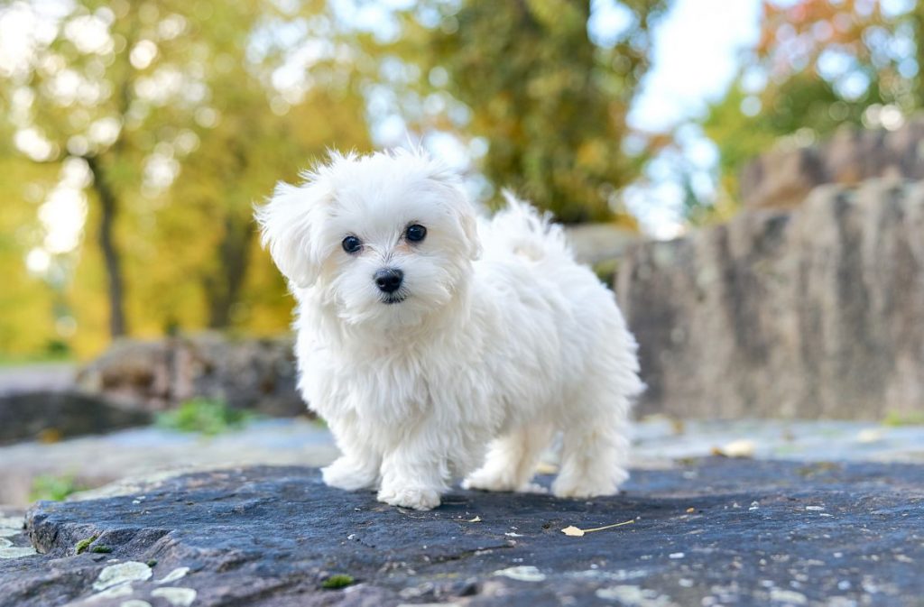 Maltezer