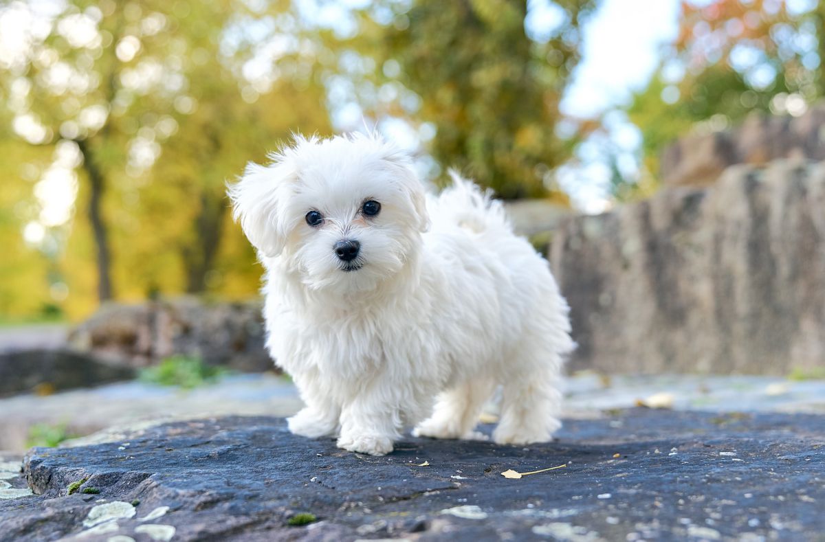 Maltezer