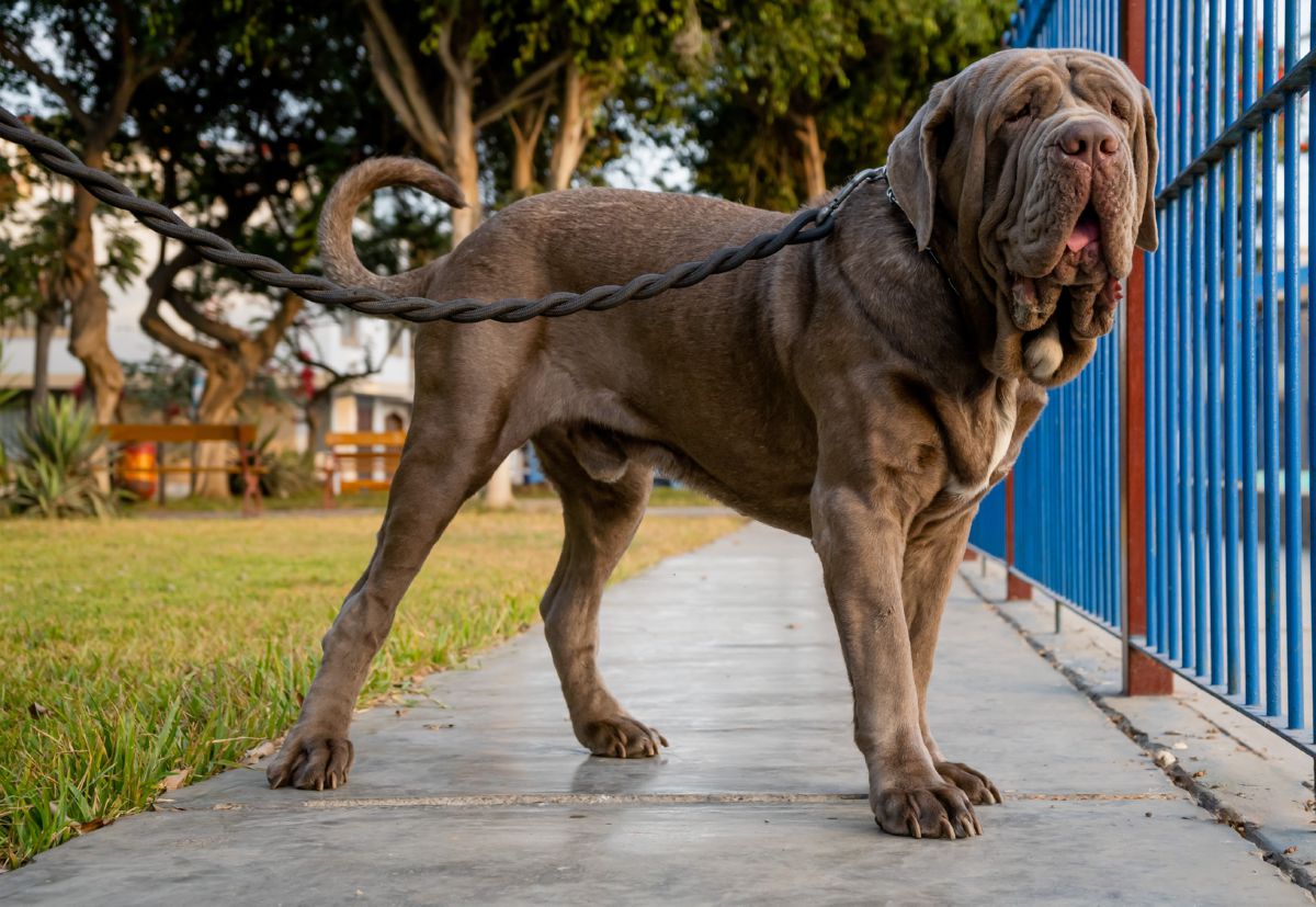 Neapolitan Mastiff